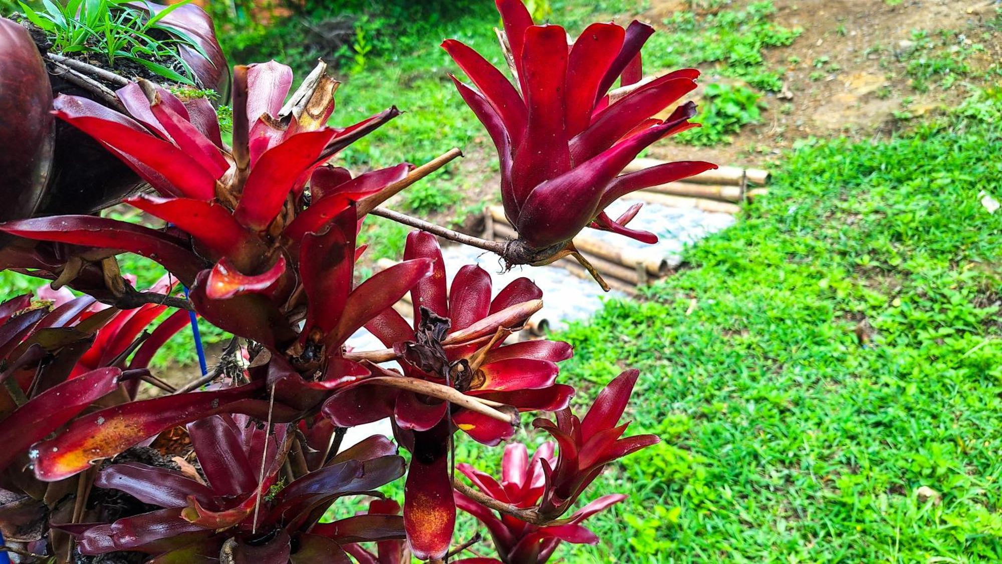 Jardin Del Sol Ecoglamping Sas * San Jose de Suaita